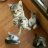 Flyng Kitten