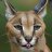 Caracal