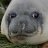 Foca Autista