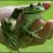 irrelevant frog
