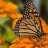 mariposa de amor