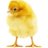 Pnedepollo