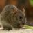 Rattus Rattus