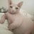 gatoguatoncito