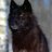 Wolf.
